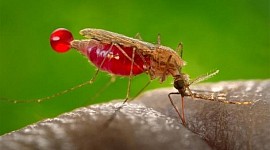 Malaria cause avoidable devastation